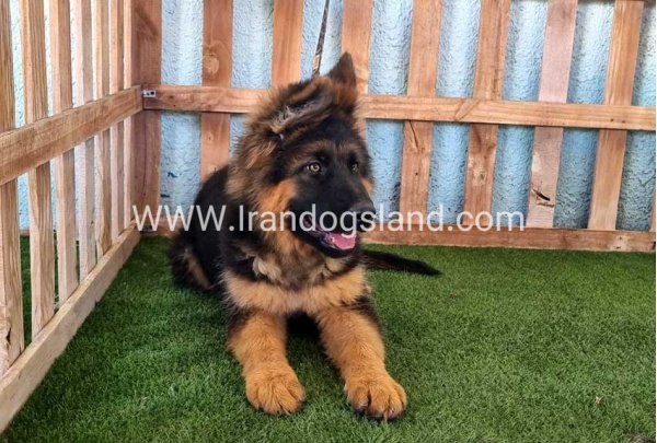 ---german-shepherd-89_6