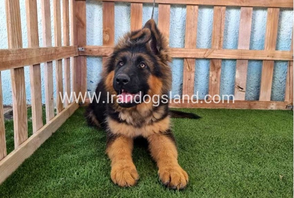---german-shepherd-89_7