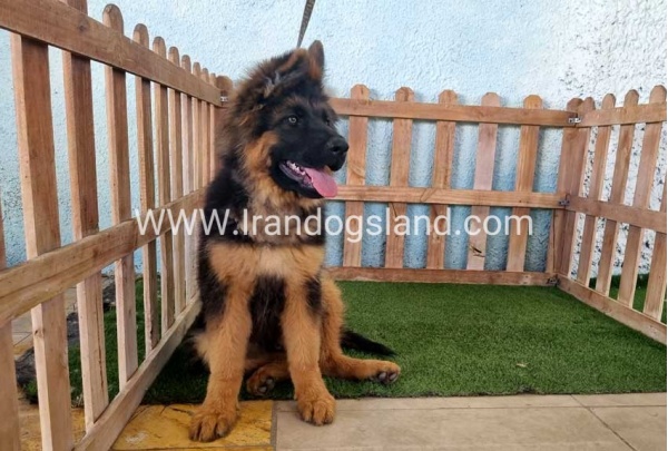 ---german-shepherd-89_8
