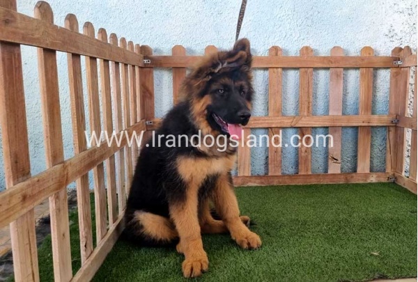 ---german-shepherd-89_9
