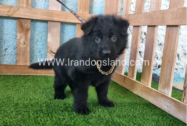 ---german-shepherd-95_2