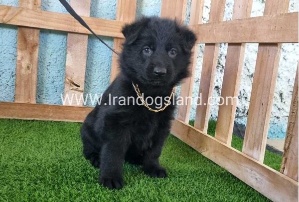 ---german-shepherd-95_3