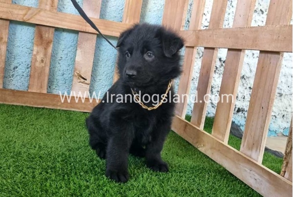 ---german-shepherd-95_4