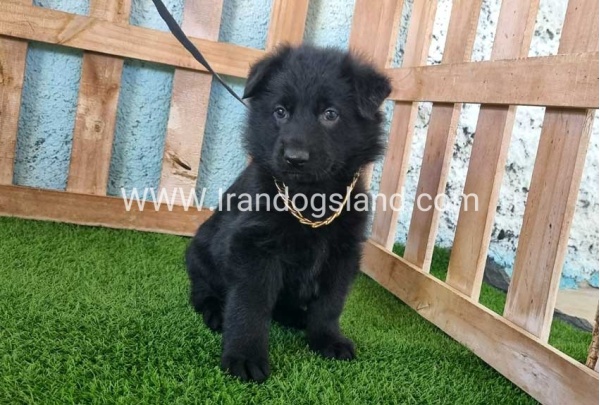---german-shepherd-95_5
