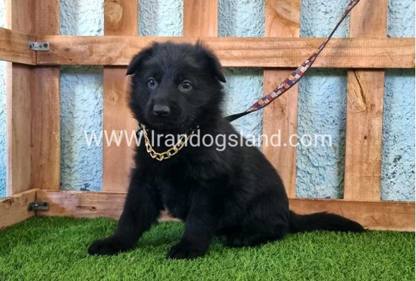 ---german-shepherd-95_7