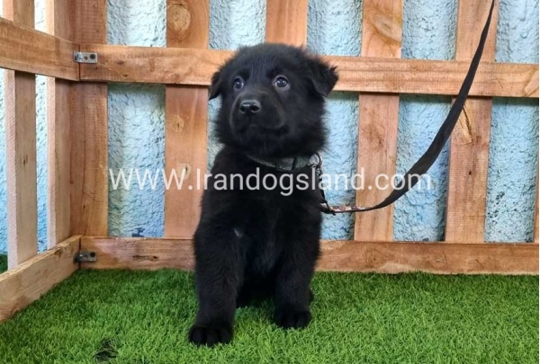 ---german-shepherd-96_1