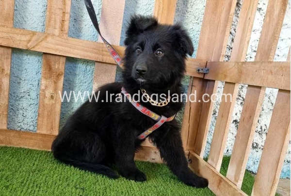 ---german-shepherd-99_11
