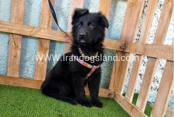 ---german-shepherd-99_12