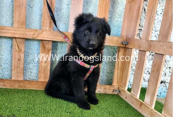 ---german-shepherd-99_14