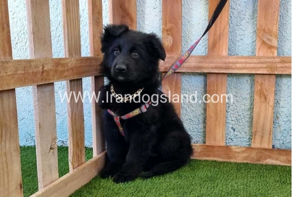 ---german-shepherd-99_2