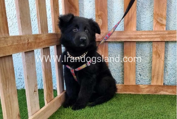 ---german-shepherd-99_3