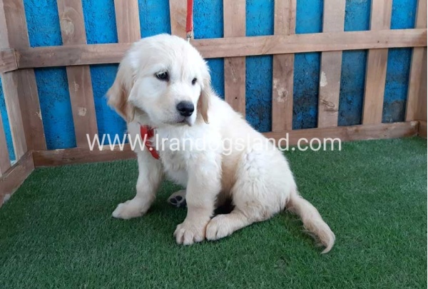 ---golde-retriwer-19_10_1162268817