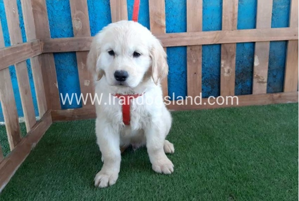 ---golde-retriwer-19_11_258153663