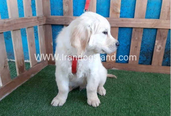 ---golde-retriwer-19_12_1095563159