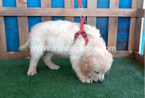 ---golde-retriwer-19_1_1754822832