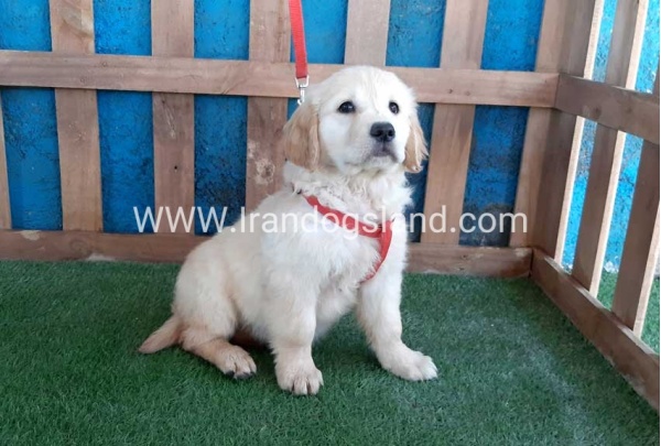 ---golde-retriwer-19_2_1200437442
