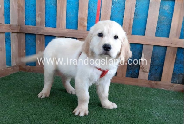 ---golde-retriwer-19_3_1033707750