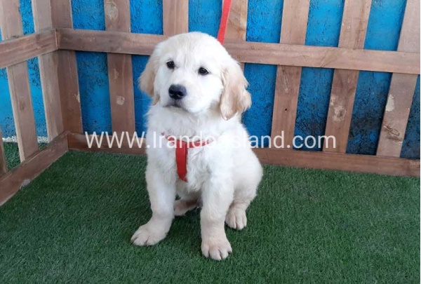 ---golde-retriwer-19_5_2140168807