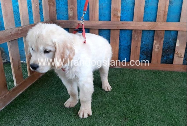 ---golde-retriwer-19_6_237660511