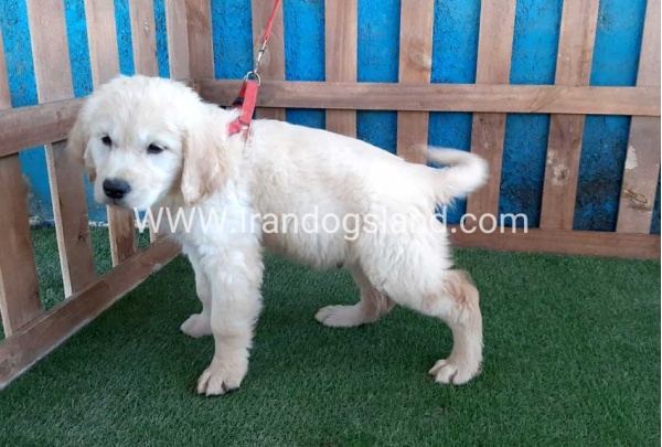 ---golde-retriwer-19_8_1280050990
