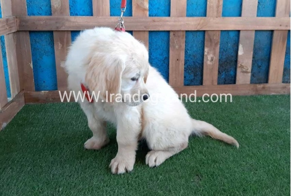 ---golde-retriwer-19_9_954206688