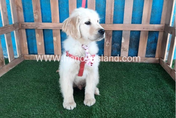 ---golde-retriwer-21_1_418411113