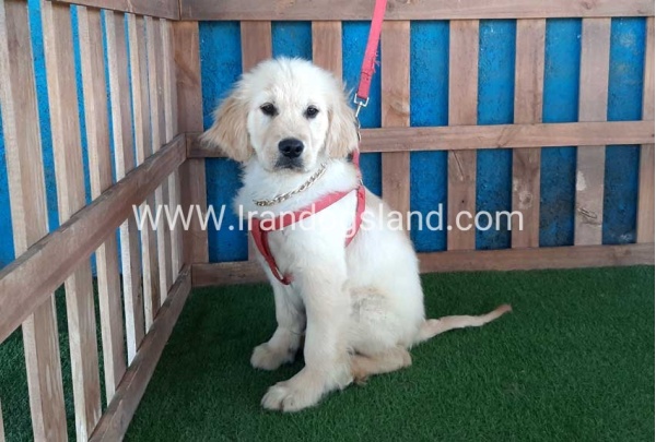 ---golde-retriwer-22_10