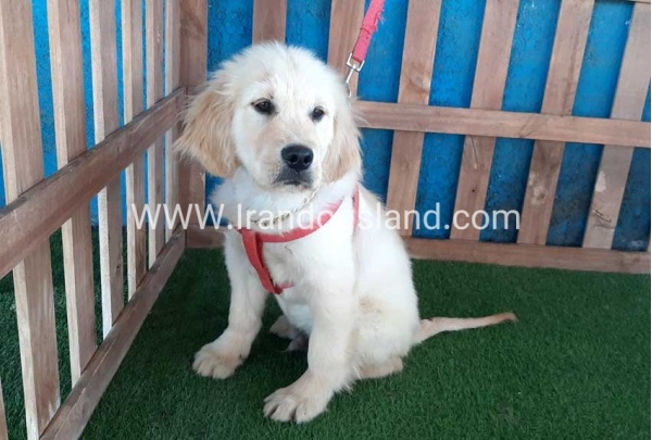 ---golde-retriwer-22_11