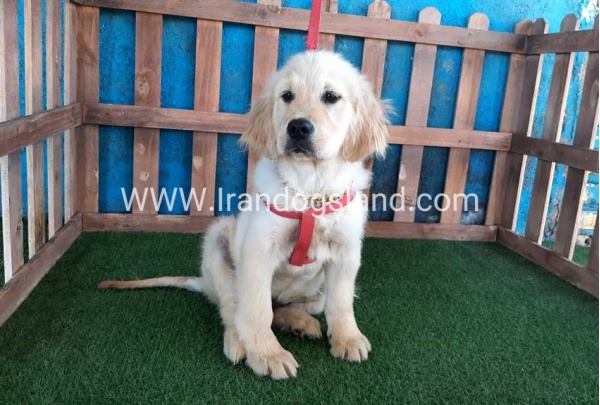 ---golde-retriwer-22_12