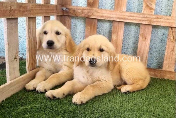 ---golde-retriwer-41_12_1206231940