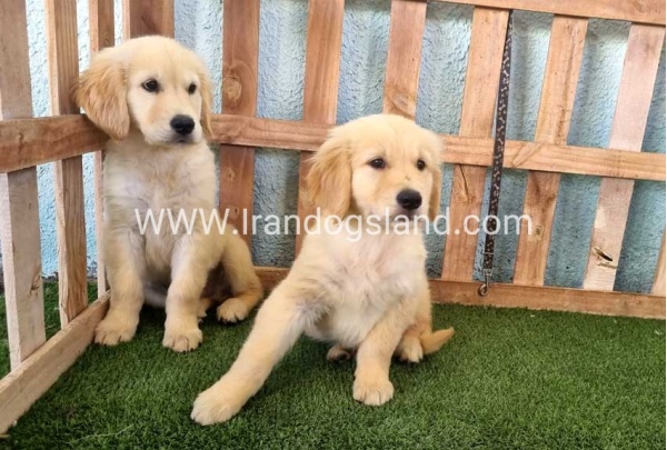---golde-retriwer-41_13_38248763