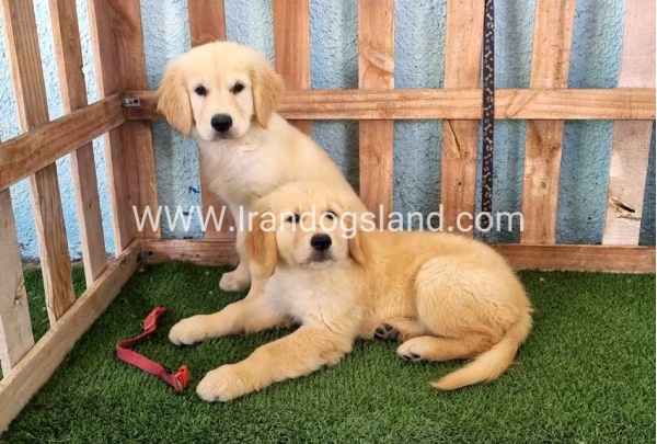 ---golde-retriwer-41_2_1531256358
