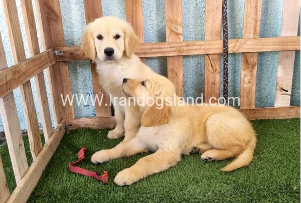 ---golde-retriwer-41_3_684087576