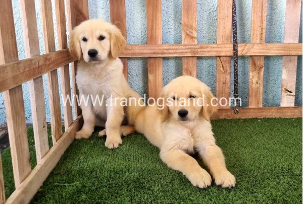 ---golde-retriwer-41_4_1205937315