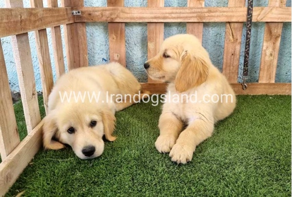 ---golde-retriwer-41_5_471629732