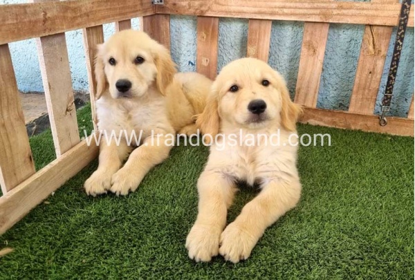 ---golde-retriwer-41_6_1665368700