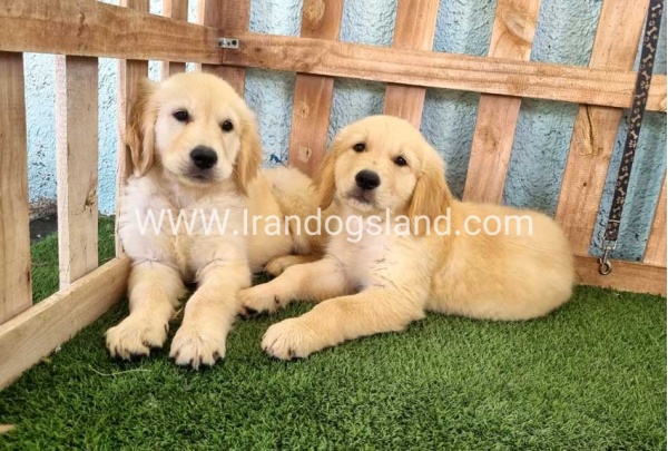 ---golde-retriwer-41_7_603979571