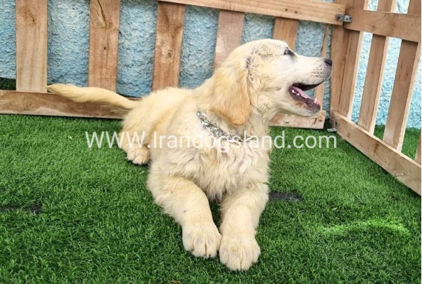 ---golde-retriwer-58_10