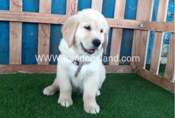 ---golde-retriwer23_9