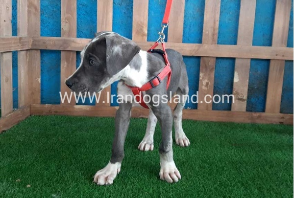 ---greatdane-100_1