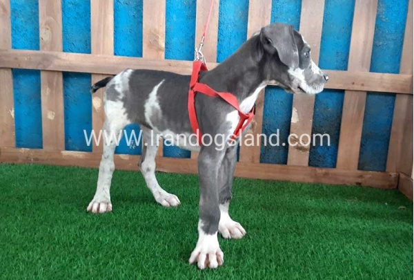 ---greatdane-100_10