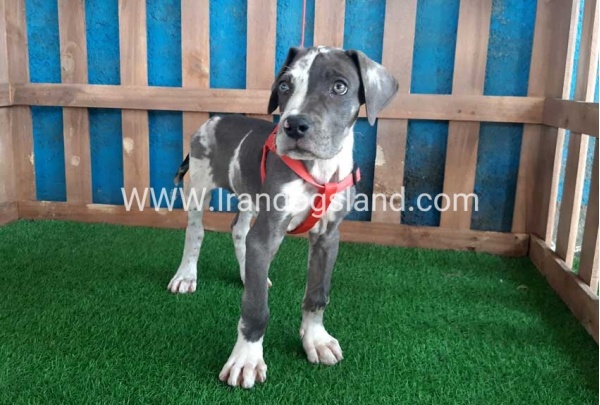 ---greatdane-100_11