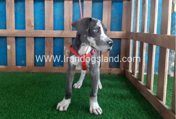 ---greatdane-100_12