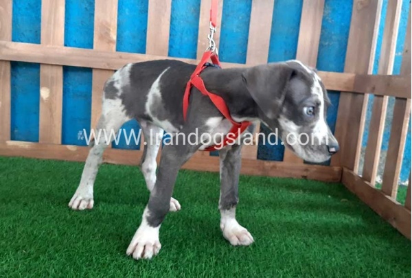 ---greatdane-100_2