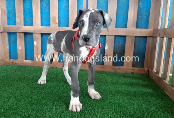 ---greatdane-100_3