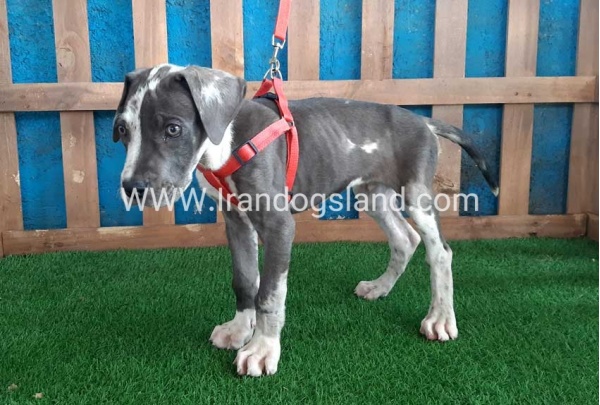 ---greatdane-100_4