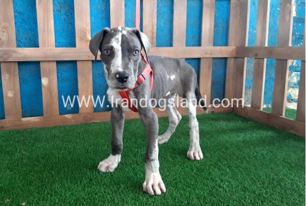 ---greatdane-100_5