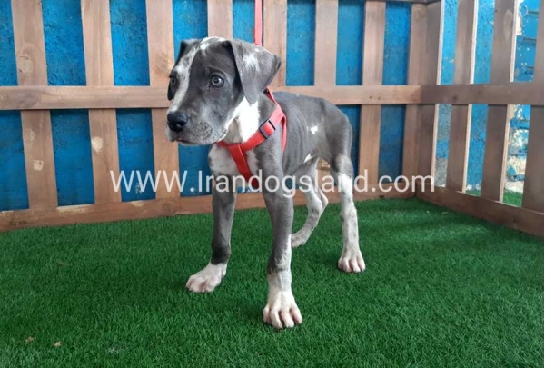 ---greatdane-100_6