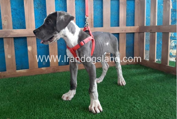---greatdane-100_7