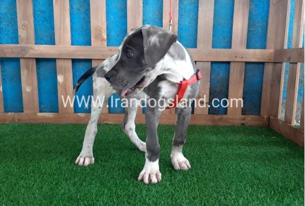 ---greatdane-100_8